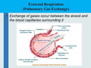 External Respiration
(Pulmonary Gas Exchange)
• Exchange of gases occur between the alveoli and
the blood capillaries surrounding it
 