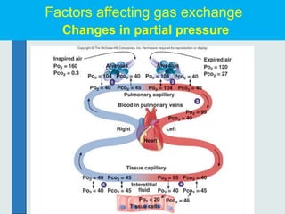 Factors affecting gas exchange
Changes in partial pressure
 