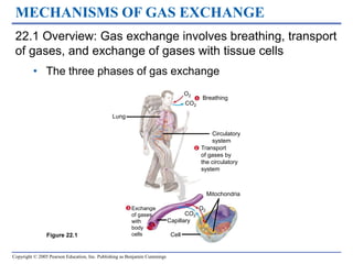 Copyright © 2005 Pearson Education, Inc. Publishing as Benjamin Cummings
22.1 Overview: Gas exchange involves breathing, transport
of gases, and exchange of gases with tissue cells
• The three phases of gas exchange
MECHANISMS OF GAS EXCHANGE
1 Breathing
O2
CO2
Lung
Circulatory
system
2 Transport
of gases by
the circulatory
system
3 Exchange
of gases
with
body
cells
Capillary
Cell
CO2
O2
Mitochondria
Figure 22.1
 