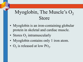 Myoglobin, The Muscle’s O2
Store
• Myoglobin is an iron-containing globular
protein in skeletal and cardiac muscle.
• Stores O2 intramuscularly
• Myoglobin contains only 1 iron atom.
• O2 is released at low PO2.
 