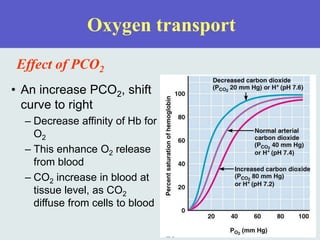 Oxygen transport
Effect of PCO2
• An increase PCO2, shift
curve to right
– Decrease affinity of Hb for
O2
– This enhance O2 release
from blood
– CO2 increase in blood at
tissue level, as CO2
diffuse from cells to blood
 