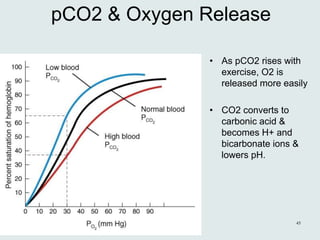 Chapter 22, Respiratory System 45
pCO2 & Oxygen Release
• As pCO2 rises with
exercise, O2 is
released more easily
• CO2 converts to
carbonic acid &
becomes H+ and
bicarbonate ions &
lowers pH.
 