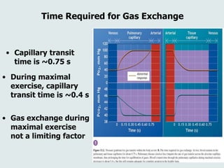 Time Required for Gas Exchange
• Capillary transit
time is ~0.75 s
• During maximal
exercise, capillary
transit time is ~0.4 s
• Gas exchange during
maximal exercise
not a limiting factor
 