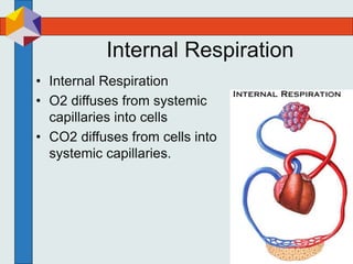Internal Respiration
• Internal Respiration
• O2 diffuses from systemic
capillaries into cells
• CO2 diffuses from cells into
systemic capillaries.
 