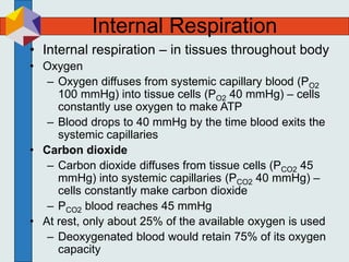 Internal Respiration
• Internal respiration – in tissues throughout body
• Oxygen
– Oxygen diffuses from systemic capillary blood (PO2
100 mmHg) into tissue cells (PO2 40 mmHg) – cells
constantly use oxygen to make ATP
– Blood drops to 40 mmHg by the time blood exits the
systemic capillaries
• Carbon dioxide
– Carbon dioxide diffuses from tissue cells (PCO2 45
mmHg) into systemic capillaries (PCO2 40 mmHg) –
cells constantly make carbon dioxide
– PCO2 blood reaches 45 mmHg
• At rest, only about 25% of the available oxygen is used
– Deoxygenated blood would retain 75% of its oxygen
capacity
 