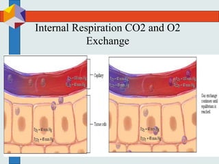 Internal Respiration CO2 and O2
Exchange
 