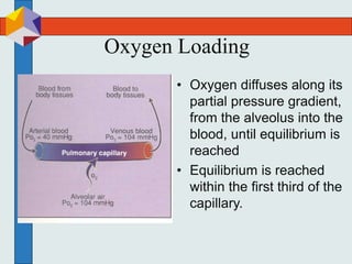 Oxygen Loading
• Oxygen diffuses along its
partial pressure gradient,
from the alveolus into the
blood, until equilibrium is
reached
• Equilibrium is reached
within the first third of the
capillary.
 