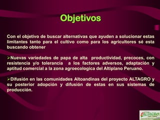 Nuevas variedades de papa Solanum tuberosum spp Andígena(B1C5), obtenidas a través de la selección varietal  participativa  por los agricultores de las comunidades del Altiplano, Puno -Perú Slide 17
