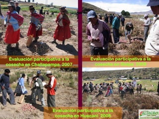 Nuevas variedades de papa Solanum tuberosum spp Andígena(B1C5), obtenidas a través de la selección varietal  participativa  por los agricultores de las comunidades del Altiplano, Puno -Perú Slide 26