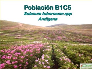 Nuevas variedades de papa Solanum tuberosum spp Andígena(B1C5), obtenidas a través de la selección varietal  participativa  por los agricultores de las comunidades del Altiplano, Puno -Perú Slide 3