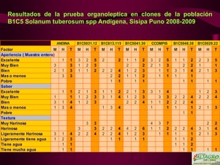 Nuevas variedades de papa Solanum tuberosum spp Andígena(B1C5), obtenidas a través de la selección varietal  participativa  por los agricultores de las comunidades del Altiplano, Puno -Perú Slide 38