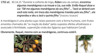 1702 aC. 30.14,15 “Durante a colheita do trigo, Rúben saiu ao campo, encontrou
algumas mandrágoras e as trouxe a Lia, sua mãe. Então Raquel disse a
Lia: "Dê-me algumas mandrágoras do seu filho"...."Jacó se deitará com
você esta noite, em troca das mandrágoras trazidas pelo seu filho"...ela
engravidou e deu a Jacó o quinto filho.”(nasceu Issacar)
A mandrágora é uma planta cujas raízes parecem com a forma humana, com frutos
amarelos chamados de "as maçãs do diabo" pelos supostos efeitos afrodisíacos e
associado à fertilidade, superstição vinda dos Egípcios que habitaram Canaã.
Obviamente, Raquel, mesmo com as mandrágoras, continuou estéril.
 