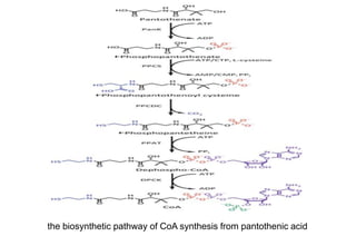 the biosynthetic pathway of CoA synthesis from pantothenic acid
 