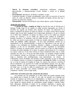 - Síntesis de hormonas esteroideas: progesterona, andrógenos, estrógenos,
glucocorticoides y mineralocorticoides (ovario, testículo y corteza de la glándula
adrenal).
- Destoxificación: hidroxilación de fármacos insolubles en agua.
- Contracción muscular: el retículo sarcoplasmático actúa como un reservorio de iones de
calcio, los cuales son liberados durante la transmisión del impulso nervioso para que e
produzca la contracción muscular.
- Glucogenólisis: reacción de fosforilación para obtener glucosa a partir del glucógeno.
APARATO DE GOLGI
El aparato de Golgi o complejo de Golgi fue descrito hace más de 100 años por el
histólogo Camillo Golgi. En los estudios de células nerviosas impregnadas por Osmio, él
descubrió una organela que formaba redes alrededor del núcleo. Las alteraciones en la
forma y localización del aparato de Golgi con relación a su estado secretor fueron descritas
inclusive antes de que fuese visualizado con el microscopio electrónico y de que su relación
con el REG fuese establecida. El aparato de Golgi es activo en las células que segregan
proteína por exocitosis y en las células que sintetizan gran cantidad de membrana y
proteínas asociadas a la membrana, como las células nerviosas. En el microscopio óptico,
las células que poseen un gran aparato de Golgi, por ejemplo, plasmocitos, osteoblastos y
células del epidídimo exhiben típicamente un área clara parcialmente rodeada por el
ergastoplasma. En las electromicrografías, el aparato de Golgi aparece como una serie de
cisternas o sacos delimitados por membrana, achatados y apilados, y extensiones tubulares
embebidas en una red de microtúbulos próximo al centro organizador de microtúbulos
(MTOC). El número de cisternas puede variar de acuerdo con el tipo de célula estudiada y
en función del estado fisiológico de la misma. En general, están presentes de 4 a 8 cisternas
con espesor medio de 10 nm. Estas cisternas no tienen comunicación física entre sí, siendo
separadas por entre 20 y 30 nm por una matriz proteica. Las pequeñas vesículas envueltas
en el transporte vesicular son observadas en asociación con las cisternas. El aparato de
Golgi es polarizado tanto morfológicamente, como funcionalmente. Las cisternas de
conformación convexa localizadas más próximas al REG representan la cara en formación,
y son llamadas cisternas cis (forman el compartimiento red Golgi cis, CGN). La red Golgi
cis, es el sitio de entrada del complejo de Golgi. Las cisternas más cóncavas y próximas al
sitio de maduración o de secreción de la célula son denominadas cisternas trans, las cuales,
localizadas distantes del REG representan el compartimiento red Golgi trans (TGN). La
red Golgi trans, es el sitio de salida de sustancias para otros compartimientos celulares o
para el medio extracelular. Las cisternas localizadas entre la TGN y la CGN son
comúnmente referidas como el Golgi medial.
ASPECTOS FUNCIONALES DEL APARATO DE GOLGI
Las proteínas que son producidas en el REG inician una jornada partiendo desde
esta organela para el aparato de Golgi. En este viaje, las proteínas son conducidas por
vesículas de transporte que brotan de un compartimiento y se funden con el otro. Al pasar
por esas organelas las cadenas proteicas sufren diferentes tipos de modificaciones químicas
como adición de cadenas laterales de carbohidratos, puentes bisulfitos y radicales fosfato.
Estas alteraciones determinan el destino de las proteínas sintetizadas y generan gran
diversidad de las mismas en el organismo animal. Al alcanzar la red trans de Golgi, las
 