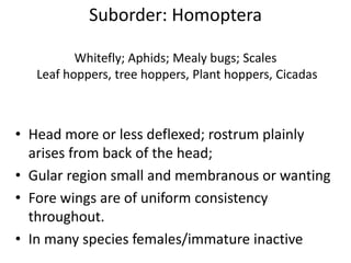 6 Hemiptera.pdf