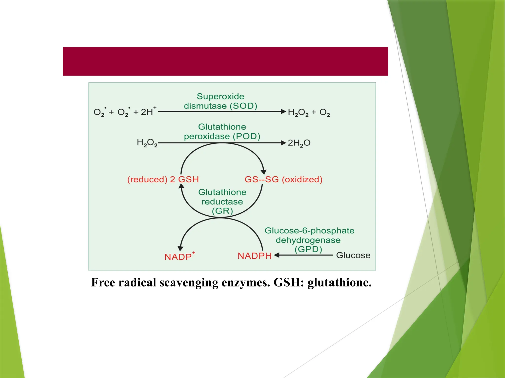 glutathione shunt The Pentose Phosphate Pathway (HMP shunt) & G6PD deficiency (Favism) 6 HMP SHUNT- alternate glucose