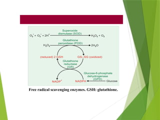 Free radical scavenging enzymes. GSH: glutathione.
 