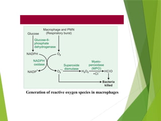 Generation of reactive oxygen species in macrophages
 