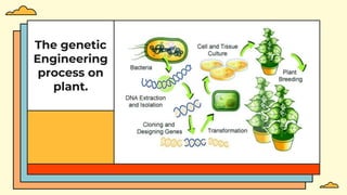 The genetic
Engineering
process on
plant.
 
