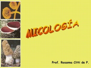 Prof. Rosanna Citti de P.
 