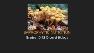 Grades 10-12 O-Level Biology
SAPROPHYTIC NUTRITION
 