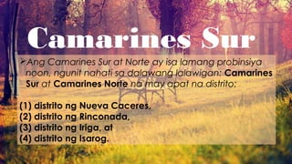 Camarines Sur
Ang Camarines Sur at Norte ay isa lamang probinsiya
noon, ngunit nahati sa dalawang lalawigan: Camarines
Sur at Camarines Norte na may apat na distrito:
(1) distrito ng Nueva Caceres,
(2) distrito ng Rinconada,
(3) distrito ng Iriga, at
(4) distrito ng Isarog.
 