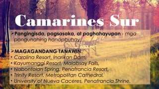 Camarines Sur
Pangingisda, pagsasaka, at paghahayupan - mga
pangunahing hanapbuhay.
MAGAGANDANG TANAWIN:
• Carolina Resort, Inarikan Dam,
• Kayumanggi Resort, Malabsay Falls,
• Nabontolan Spring, Penafrancia Resort,
• Trinity Resort, Metropolitan Cathedral,
• University of Nueva Caceres, Penafrancia Shrine.
 