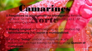 Camarines
Norte
ü Pangalawa sa pinakamaliit na lalawigan ng Rehiyon
ng Bicol, na may eryang humigit-kumulang sa 2,112
kilometrong parisukat.
ü Walang lungsod ang lalawigang ito, at binubuo ng
labindalawang (12) bayan o munisipalidad.
ü Korteng “hump” umbok sa mapa na wari’y
nakasalalay sa mga karatig na lalawigan ng Quezon at
Camarines.
 