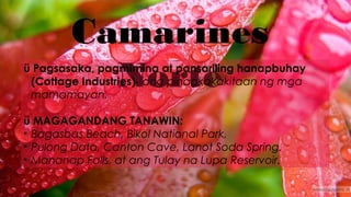 Camarines
Norteü Pagsasaka, pagmimina at pansariling hanapbuhay
(Cottage Industries)- ang pinagkakakitaan ng mga
mamamayan.
ü MAGAGANDANG TANAWIN:
• Bagasbas Beach, Bikol National Park,
• Pulong Data, Canton Cave, Lanot Soda Spring,
• Mananap Falls, at ang Tulay na Lupa Reservoir.
 