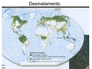Desmatamento
 