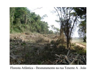 Floresta Atlântica - Desmatamento na rua Tenente A . João
 
