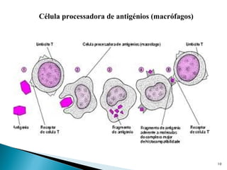 Célula processadora de antigénios (macrófagos)




                                                 10
 