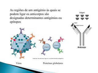 As regiões de um antigénio às quais se
podem ligar os anticorpos são
designadas determinantes antigénios ou
epítopos




    Vírus               Proteínas globulares
 