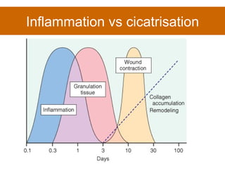 Inflammation vs cicatrisation 