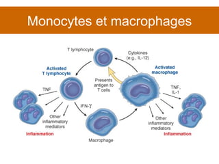 Monocytes et macrophages 