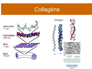 Collagène 