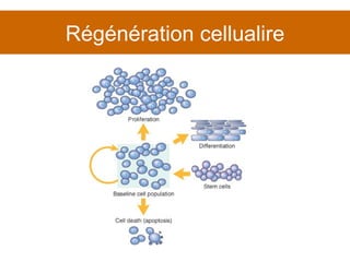 Régénération cellualire 