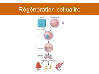Régénération cellualire 