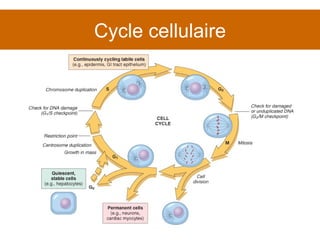 Cycle cellulaire 