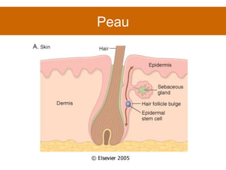 Peau 