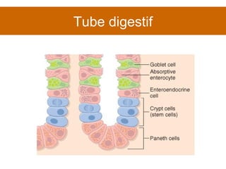 Tube digestif 