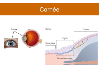 Cornée 