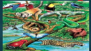  What is rainforest?
 What are the living
and non-living things
found in the
rainforest?
 