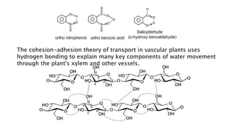 The cohesion-adhesion theory of transport in vascular plants uses
hydrogen bonding to explain many key components of water movement
through the plant's xylem and other vessels.
 