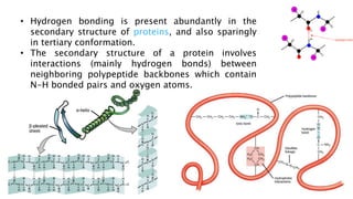• Hydrogen bonding is present abundantly in the
secondary structure of proteins, and also sparingly
in tertiary conformation.
• The secondary structure of a protein involves
interactions (mainly hydrogen bonds) between
neighboring polypeptide backbones which contain
N-H bonded pairs and oxygen atoms.
 