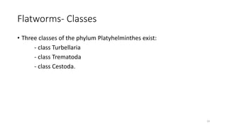 Flatworms- Classes
• Three classes of the phylum Platyhelminthes exist:
- class Turbellaria
- class Trematoda
- class Cestoda.
23
 