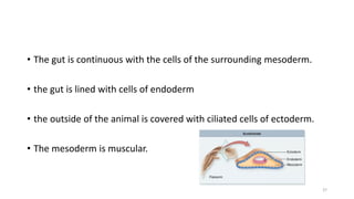 • The gut is continuous with the cells of the surrounding mesoderm.
• the gut is lined with cells of endoderm
• the outside of the animal is covered with ciliated cells of ectoderm.
• The mesoderm is muscular.
27
 