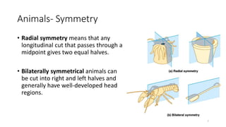 Animals- Symmetry
• Radial symmetry means that any
longitudinal cut that passes through a
midpoint gives two equal halves.
• Bilaterally symmetrical animals can
be cut into right and left halves and
generally have well-developed head
regions.
7
 