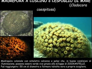 MADREPORA A CUSCINO o CESPUGLIO DI MARE
(Cladocora
caespitosa)
Madrepora coloniale con scheletro calcareo e polipi che, in buone condizioni di
illuminazione, possono essere verde vivo grazie allo sviluppo di ZOOXANTELLE.
Può raggiungere i 50 cm di diametro e formare talvolta vere e proprie scogliere.
 
