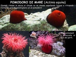 POMODORO DI MARE (Actinia equina)
Quando rimane in secca si chiude su se stessa espellendo l’acqua e ritraendo i
tentacoli, così da assomigliare ad un pomodoro!
Frequentement
e attaccata ai
moli dei porti.
 